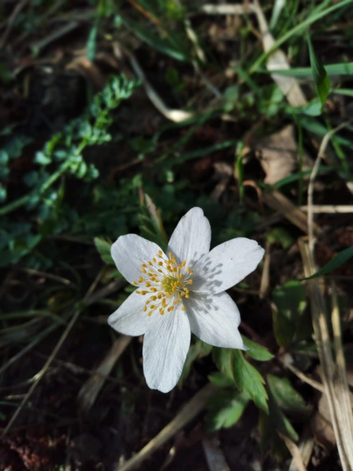 Flores, Plantas medicinales - saberes femeninos